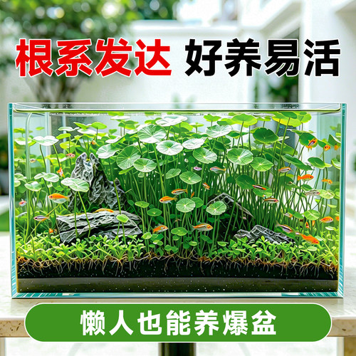 铜钱草水草鱼缸缸专用造景迷你植物全套生态火山石养鱼龟净化水质 - 图2