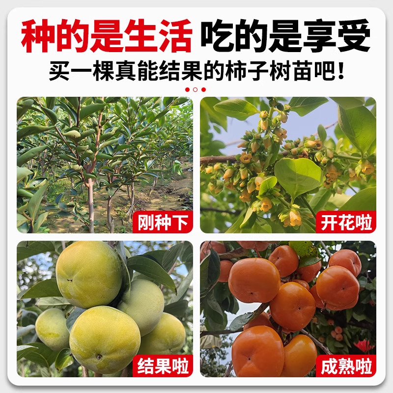 脆甜柿子树果苗南北方种植特大号老品种柿子树苗盆栽庭院果树耐寒,淘宝优惠券,粉丝福利购,淘宝优惠卷