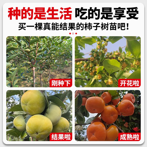 脆甜柿子树果苗南北方种植特大号老品种柿子树苗盆栽庭院果树耐寒 - 图2