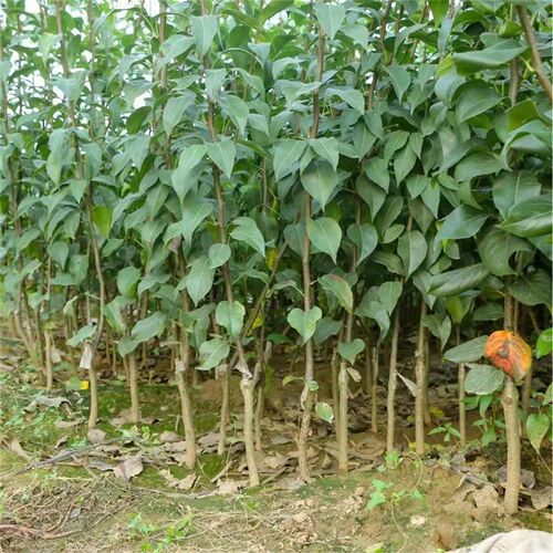 新品种冰糖脆梨树苗嫁接砀山梨树苗耐寒盆栽地栽南方北方四季种植 - 图2