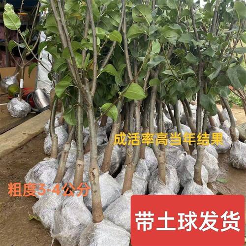 新品种冰糖脆梨树苗嫁接砀山梨树苗耐寒盆栽地栽南方北方四季种植 - 图1