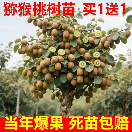 红心猕猴桃树果苗黄心嫁接盆栽地栽爬藤公母同株当年结果树苗种植 - 图0