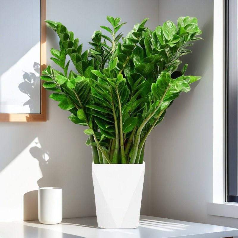 耐活大棵金钱树盆栽大绿植发财树落地室内客厅办公室植物花卉绿植,淘宝优惠券,粉丝福利购,淘宝优惠卷