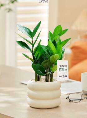发财树盆栽植物室内客厅好养办公室水培绿植小盆景小盆栽花卉