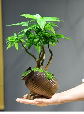 福禄五福发财树盆栽室内好养绿植招财客厅桌面四季常青办公室盆景