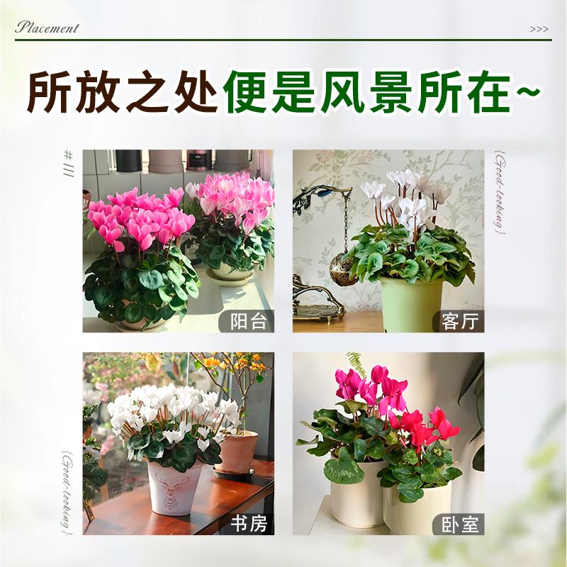 仙客来盆栽带花小苗大花重瓣大盆栽兔耳花丁香之青适合冬天种的花 - 图3