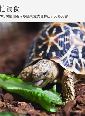 酷爬松树皮保湿除臭垫材爬宠陆龟蜥蜴蛇饲养箱森林地表造景用品