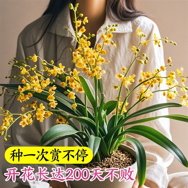 文心兰盆栽带花苞花苗梦香兰室内四季开花卉兰花阳台桌面好养绿植 - 图2