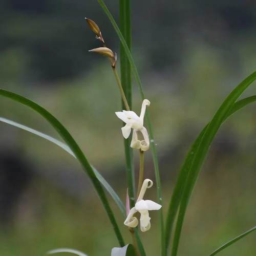 山野奇葩建兰四季兰名贵兰花仙山金燕素心奇花室内盆栽苗浓香好养 - 图0