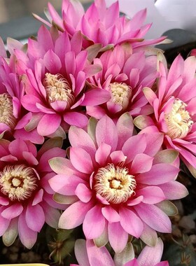 绯花玉仙人球掌室内带花苞大颗多肉开花品种精品好养活小盆栽绿植