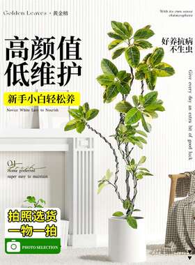 黄金榕绿植盆栽室内客厅橡皮树百合竹阳台落地大型绿植花叶富贵榕
