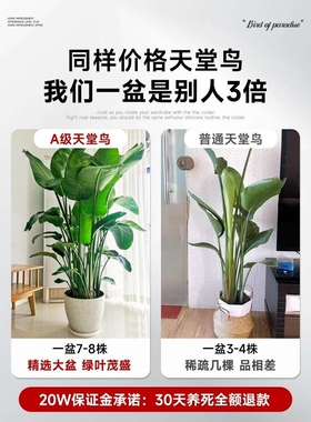 天堂鸟客厅大型绿植办公室内旺宅落地式大叶花卉鹤望兰吸甲醛植物