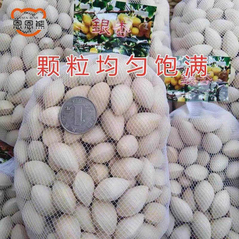 新鲜带壳银杏果 白果银杏果生果 恩恩熊大颗白果 无漂白银杏果5斤 - 图0