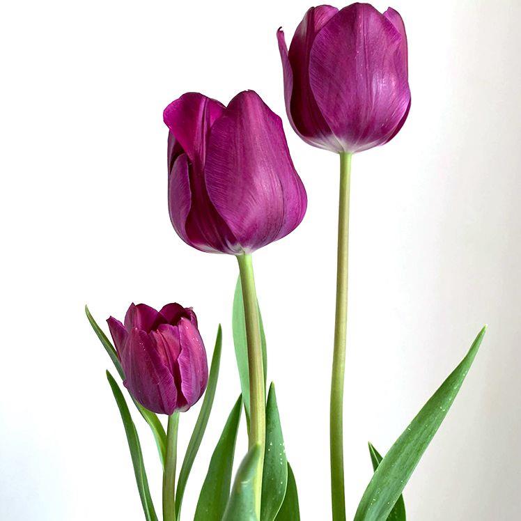 进口郁金香大种球5度球盆栽花卉水培土养耐寒室内外阳台鲜花植物 - 图3