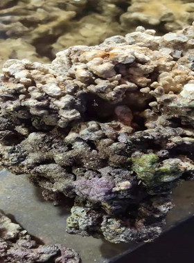 免爆藻石活石新鲜高钙深海片状海水过滤鱼缸珊瑚缸多孔生物造景石