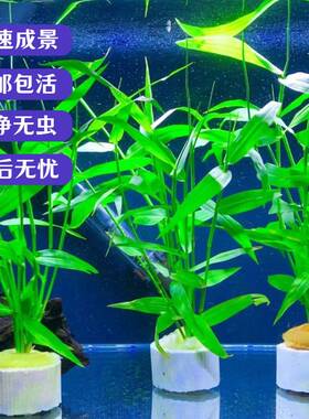 南美青竹淡水后景水草懒人水草定植环新手好养水培植物喜阴性水竹