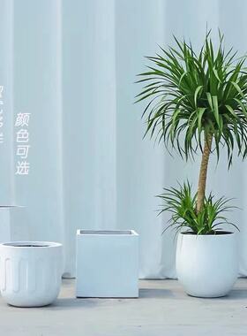 大型绿植龙须树多头龙血树龙铁树室内客厅盆栽花卉植物办公室盆景