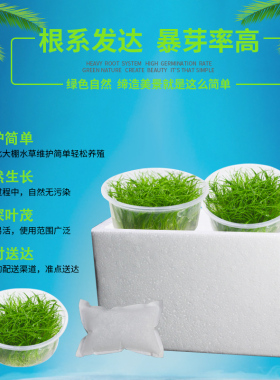 前景草新手日本迷你牛毛水草鱼缸造景爬趴地珍珠无菌杯水草牛毛草