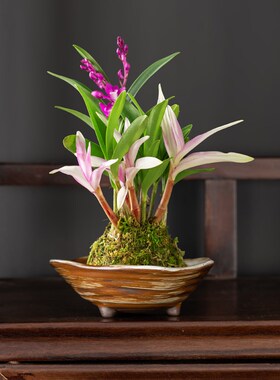 米竹六月雪菖蒲花盆陶瓷水培苔藓球盆栽盆子个性巴西木桌面盆景盆