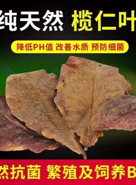 免煮榄仁叶斗鱼懒人叶鱼缸降酸PH值调节剂水族液态乌龟橄榄叶茶包