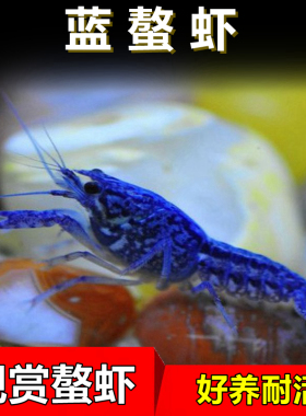 蓝鳌虾观赏虾淡水小龙虾冷水族宠物虾活体佛蓝螯虾天空蓝魔虾包邮