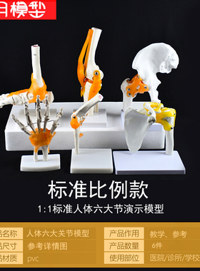 膝关节模型附韧带人体骨骼教学练习医学功能展示肩颈脊椎骨架骨科