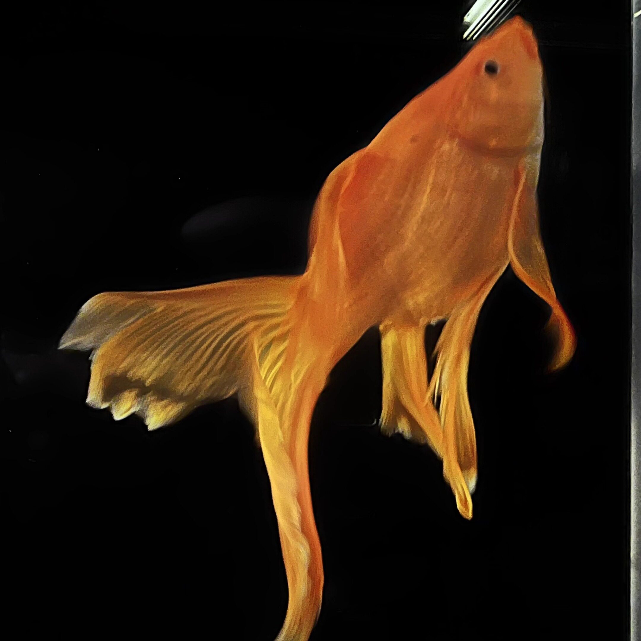 嘉赤60缸2025新款背过滤客厅桌面溪流生态观赏龙金鱼超白玻璃鱼缸 - 图1