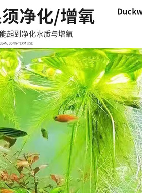 大号水芙蓉古法养鱼增氧植物水培造景水葫芦浮萍龟缸净化水质水草