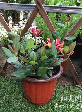 藤本多年生木本植物 红色金银花盆栽清香木本爬藤植物 四季常青