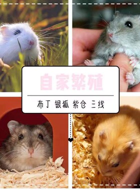 送女友家养宠物宝宝小仓鼠活体布丁银狐三线紫仓活物宿舍公仔包邮