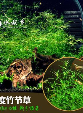鱼缸水草植物印度小竹节草中后景懒人新手造景躲避真金鱼藻阴性