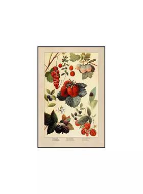 植物标本装饰画复古怀旧蝴蝶昆虫动物远古生物图鉴挂画北欧风壁画