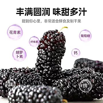 黑桑葚干黑桑椹特优150g[9元优惠券]-寻折猪