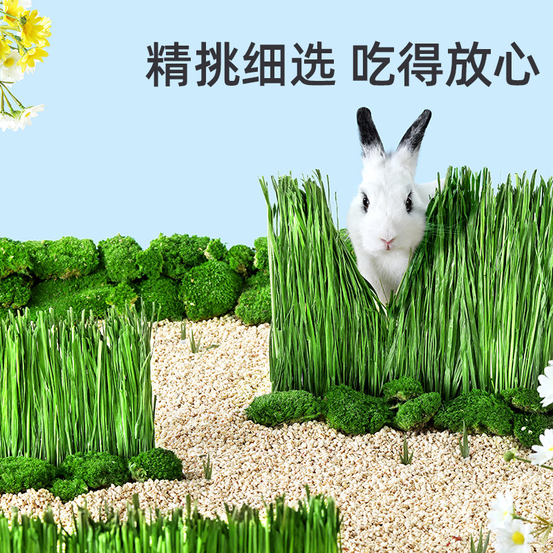 yee烘干提摩西草1kg净重大包装兔兔子北提干草龙猫豚鼠荷兰猪牧草,淘宝优惠券,粉丝福利购,淘宝优惠卷