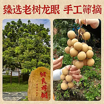 桂圆肉即食干货云南老树无核龙眼肉干无硫[30元优惠券]-寻折猪