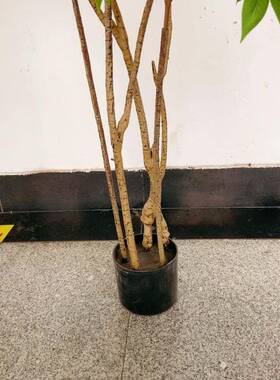 椿工厂店仿真植物灵动香树盆89124-18栽庭院件绿木色漆小树造景装