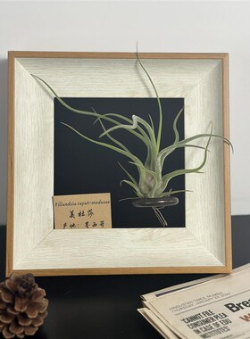 中古墙面壁饰植物挂画空气凤梨套餐现代装饰画框复古桌面摆件相框