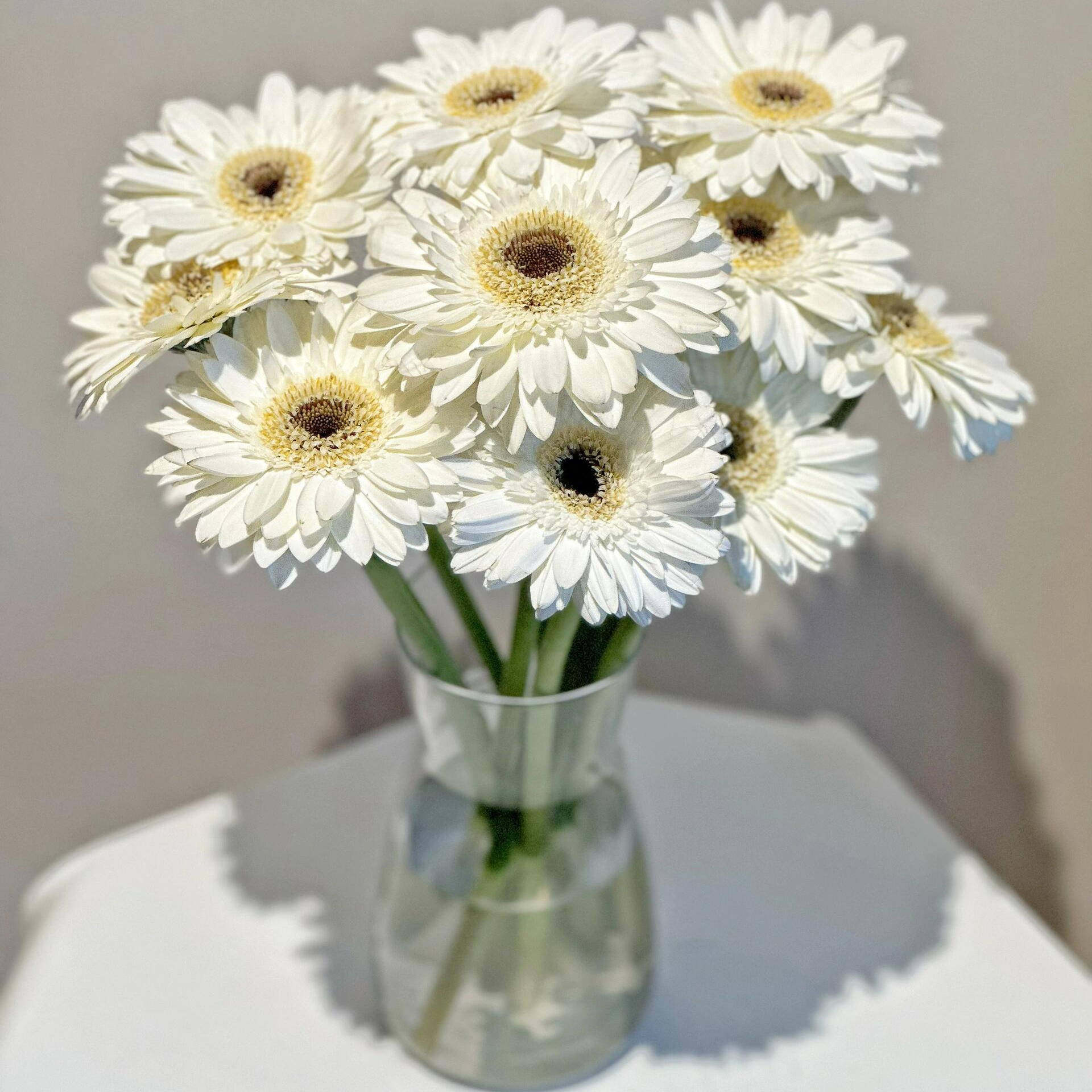 非洲菊白色鲜花配草鲜切花家庭水养插花瓶鲜花婚庆办公花店用花材,淘宝优惠券,粉丝福利购,淘宝优惠卷