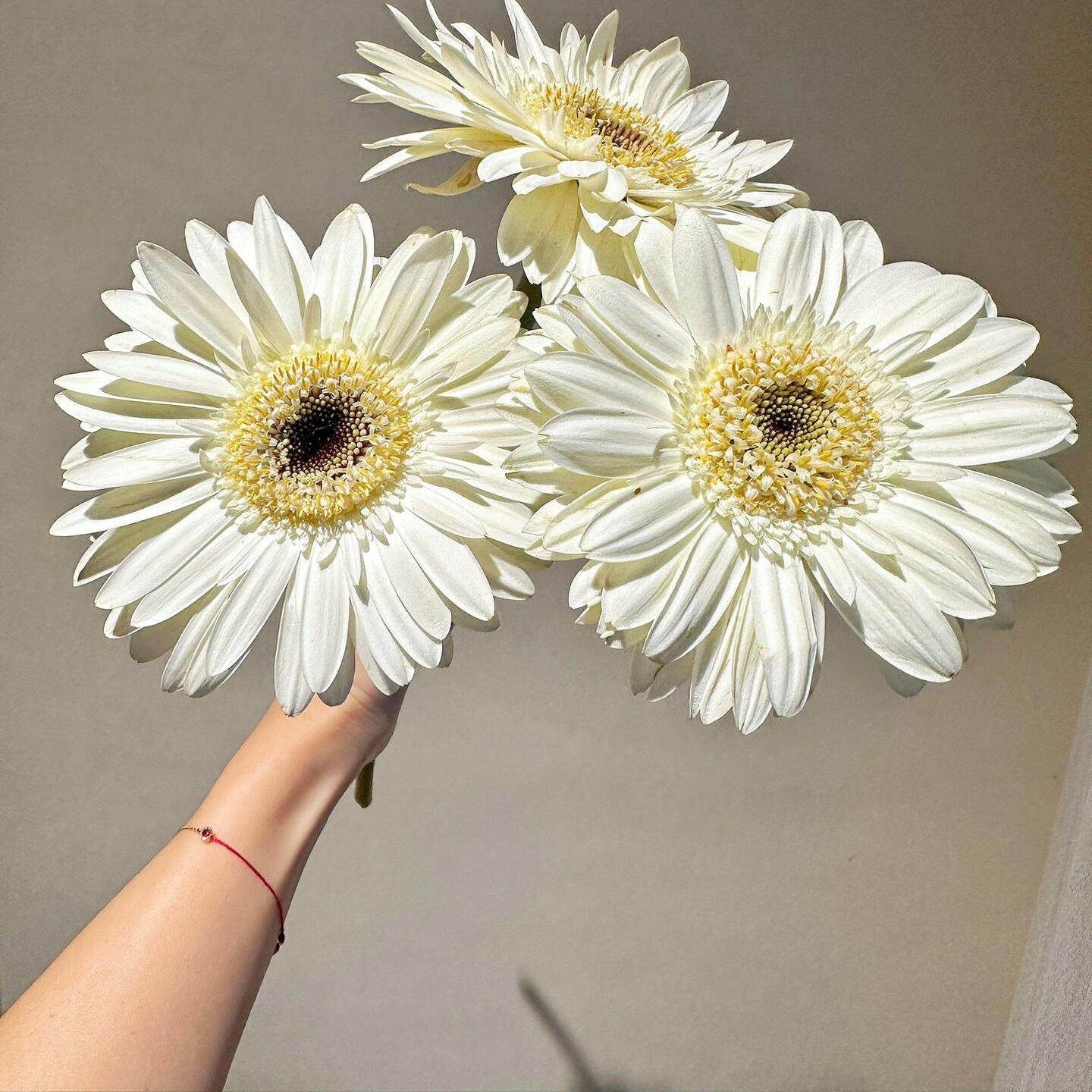 非洲菊白色鲜花配草鲜切花家庭水养插花瓶鲜花婚庆办公花店用花材,淘宝优惠券,粉丝福利购,淘宝优惠卷