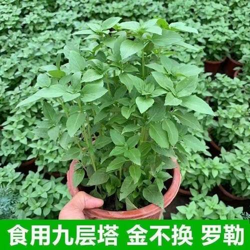 九层塔金不换盆栽可食用罗勒叶新鲜南方香料调味室内驱蚊植物 - 图0