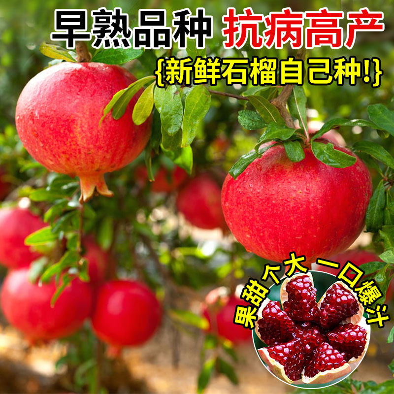 正宗石榴大苗大果突尼斯软籽石榴树庭院地栽无籽果树盆栽四季好养,淘宝优惠券,粉丝福利购,淘宝优惠卷
