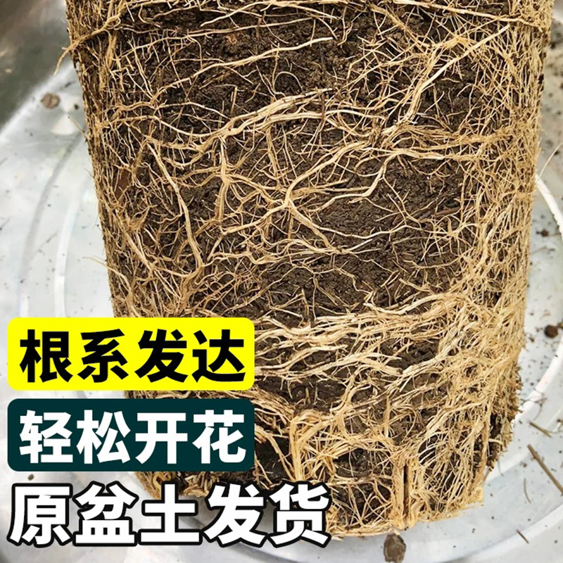 紫薇花树苗盆栽天鹅绒带花苞阳台庭院四季耐寒植物盆景花卉绿植 - 图2