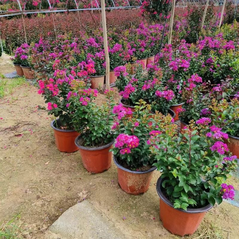 紫薇花树苗盆栽天鹅绒带花苞阳台庭院四季耐寒植物盆景花卉绿植 - 图0