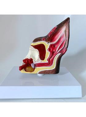 狗耳朵解剖放大 犬耳朵构造 够魔性 狗骨架 仿真狗犬耳解剖演示