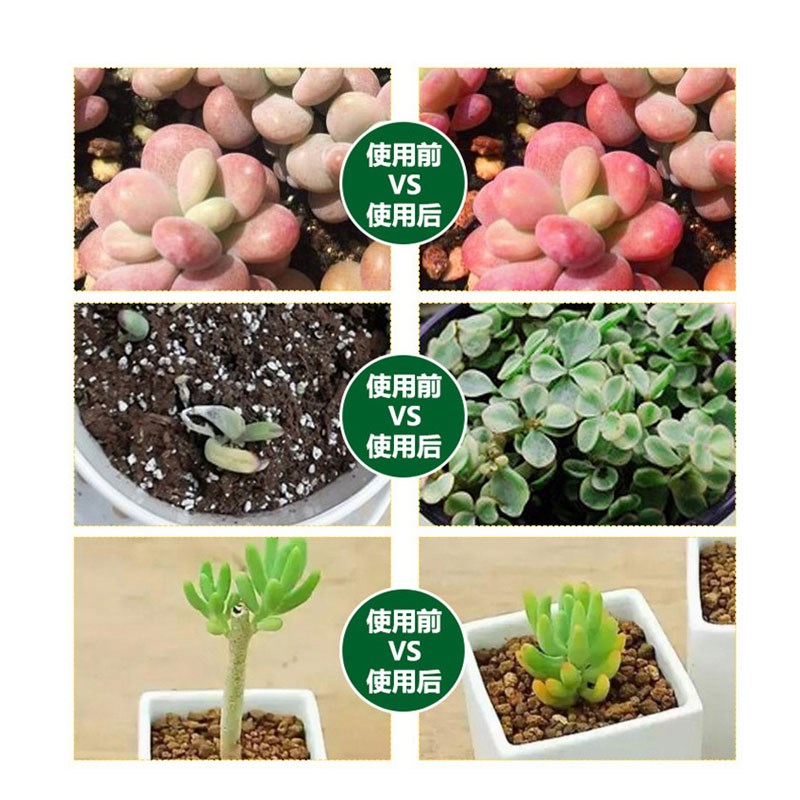 多肉度夏宝防黑腐多肉度夏卫士多肉渡夏宝黑腐病专U用根急救宝肥 - 图2