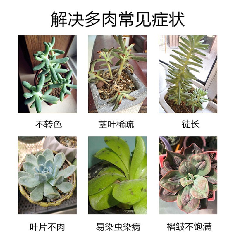 多肉度夏宝防黑腐多肉度夏卫士多肉渡夏宝黑腐病专U用根急救宝肥 - 图0