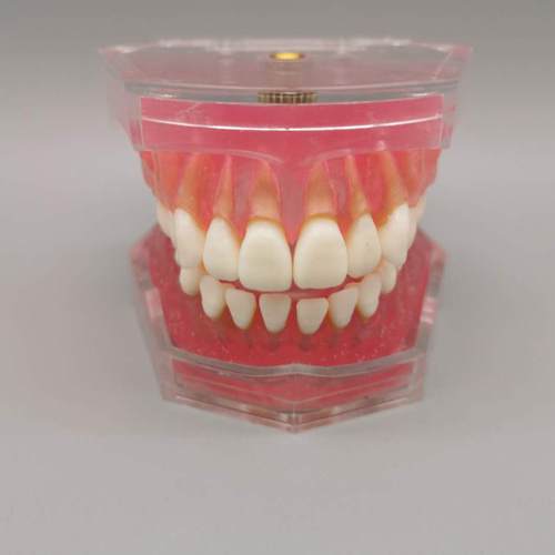 牙成人可拔牙标准模型M7科008口学腔教模型639全口牙齿可拆卸 - 图0