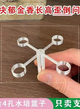 水培郁金香防倒支架塑料透明固定器植物养护防倒伏（不含盆种球）