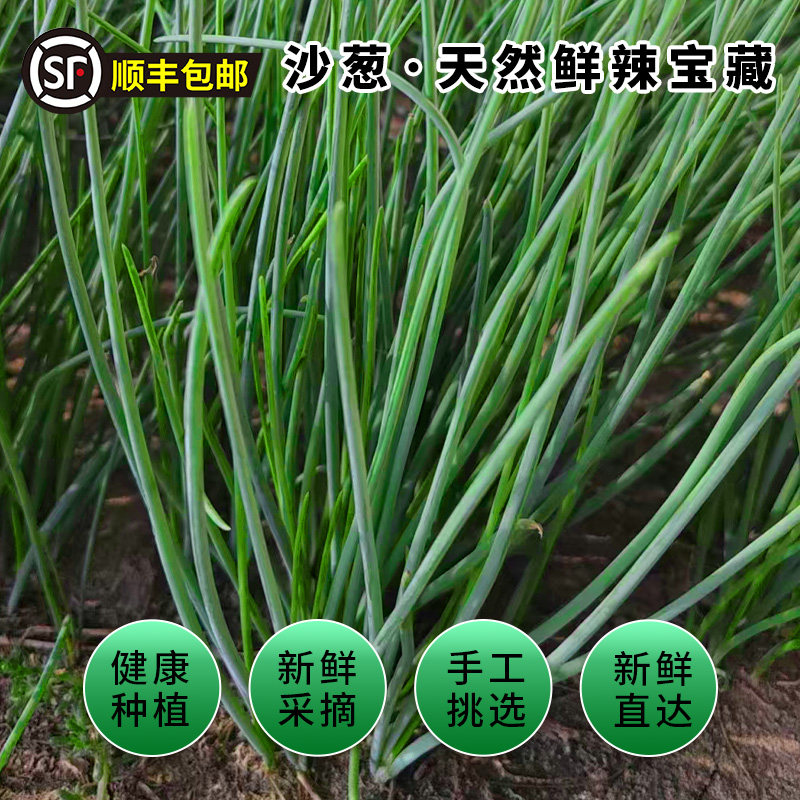 【顺丰包邮】新鲜沙葱精品盒装人工精选甘肃民勤特产沙漠地带美食,淘宝优惠券,粉丝福利购,淘宝优惠卷