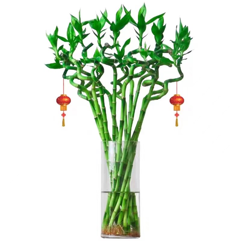 带根转运竹转好运弯竹水培富贵竹水养水I培办公室客厅绿植旺宅招 - 图3